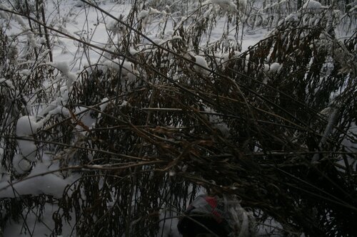 _MG_5142